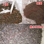 直線振動篩在黑水虻蟲糞分離中的應用